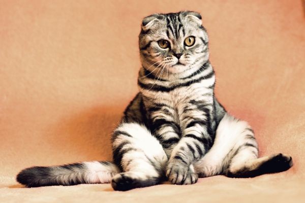 The Ultimate Guide to Pets & Animals: Care Tips, Benefits, and Trends